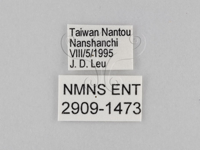 中文名:小波紋蛇目蝶(小波眼蝶)(2909-1473)學名:Ypthima baldus zodina Fruhstorfer, 1911(2909-1473)