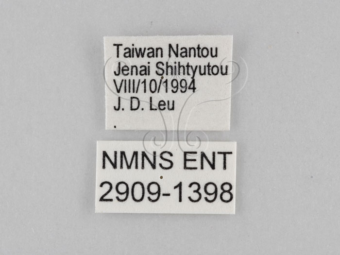 中文名:小波紋蛇目蝶(小波眼蝶)(2909-1398)學名:Ypthima baldus zodina Fruhstorfer, 1911(2909-1398)