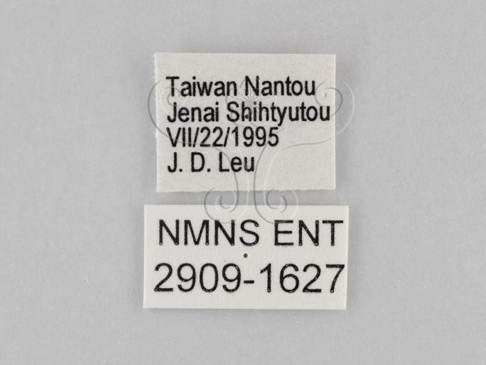 中文名:小波紋蛇目蝶(小波眼蝶)(2909-1627)學名:Ypthima baldus zodina Fruhstorfer, 1911(2909-1627)