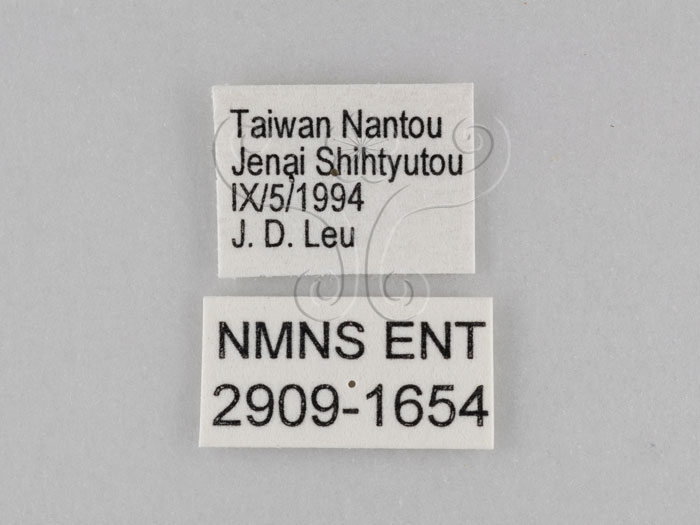 中文名:小波紋蛇目蝶(小波眼蝶)(2909-1654)學名:Ypthima baldus zodina Fruhstorfer, 1911(2909-1654)