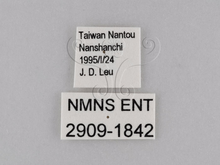中文名:小波紋蛇目蝶(小波眼蝶)(2909-1842)學名:Ypthima baldus zodina Fruhstorfer, 1911(2909-1842)