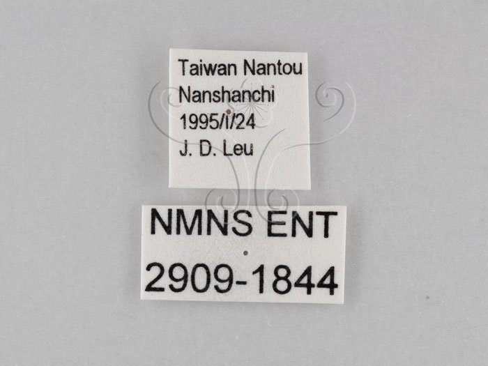 中文名:小波紋蛇目蝶(小波眼蝶)(2909-1844)學名:Ypthima baldus zodina Fruhstorfer, 1911(2909-1844)