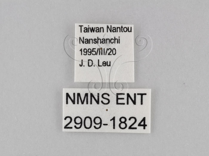 中文名:小波紋蛇目蝶(小波眼蝶)(2909-1824)學名:Ypthima baldus zodina Fruhstorfer, 1911(2909-1824)