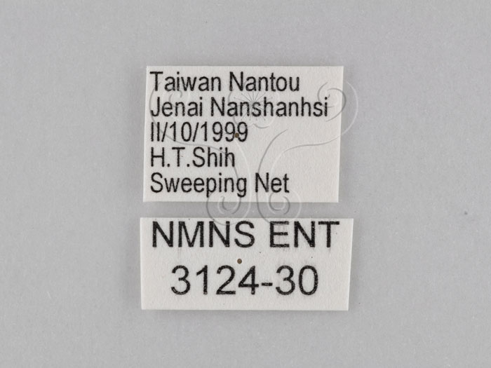 中文名:小波紋蛇目蝶(小波眼蝶)(3124-30)學名:Ypthima baldus zodina Fruhstorfer, 1911(3124-30)