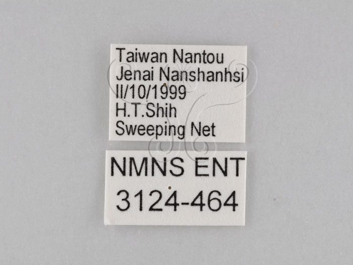 中文名:小波紋蛇目蝶(小波眼蝶)(3124-464)學名:Ypthima baldus zodina Fruhstorfer, 1911(3124-464)