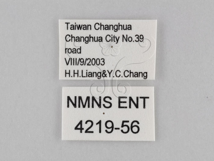 中文名:小波紋蛇目蝶(小波眼蝶)(4219-56)學名:Ypthima baldus zodina Fruhstorfer, 1911(4219-56)
