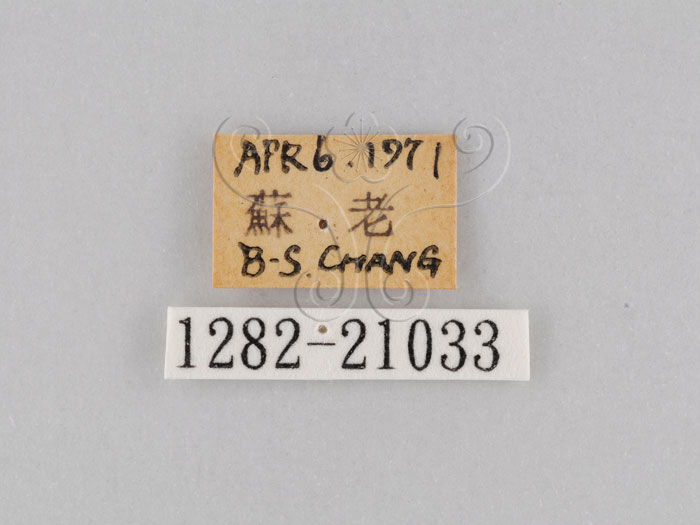 中文名:大波紋蛇目蝶(1282-21033)學名:Ypthima formosana Fruhstorfer, 1908(1282-21033)
