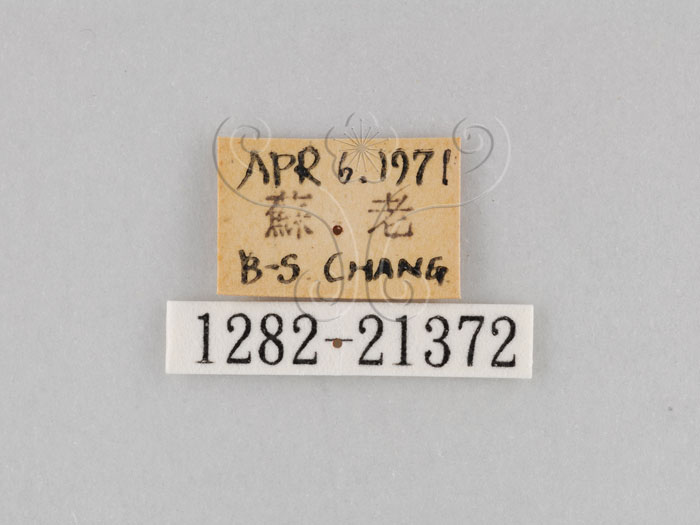 中文名:大波紋蛇目蝶(1282-21372)學名:Ypthima formosana Fruhstorfer, 1908(1282-21372)