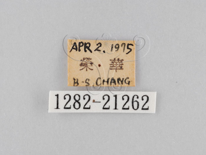 中文名:大波紋蛇目蝶(1282-21262)學名:Ypthima formosana Fruhstorfer, 1908(1282-21262)