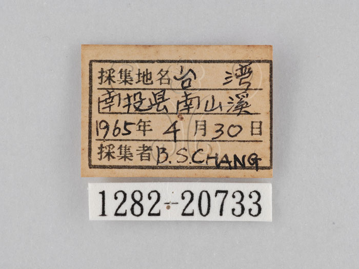 中文名:大波紋蛇目蝶(1282-20733)學名:Ypthima formosana Fruhstorfer, 1908(1282-20733)