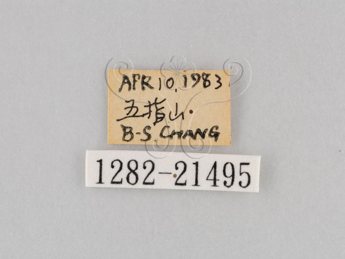 中文名:大波紋蛇目蝶(1282-21495)學名:Ypthima formosana Fruhstorfer, 1908(1282-21495)