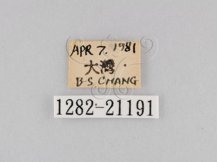 中文名:大波紋蛇目蝶(1282-21191)學名:Ypthima formosana Fruhstorfer, 1908(1282-21191)