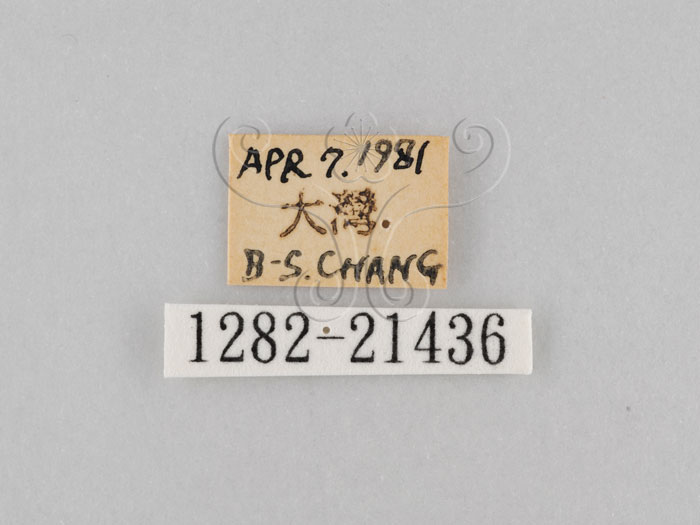 中文名:大波紋蛇目蝶(1282-21436)學名:Ypthima formosana Fruhstorfer, 1908(1282-21436)
