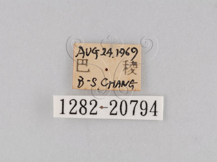 中文名:大波紋蛇目蝶(1282-20794)學名:Ypthima formosana Fruhstorfer, 1908(1282-20794)