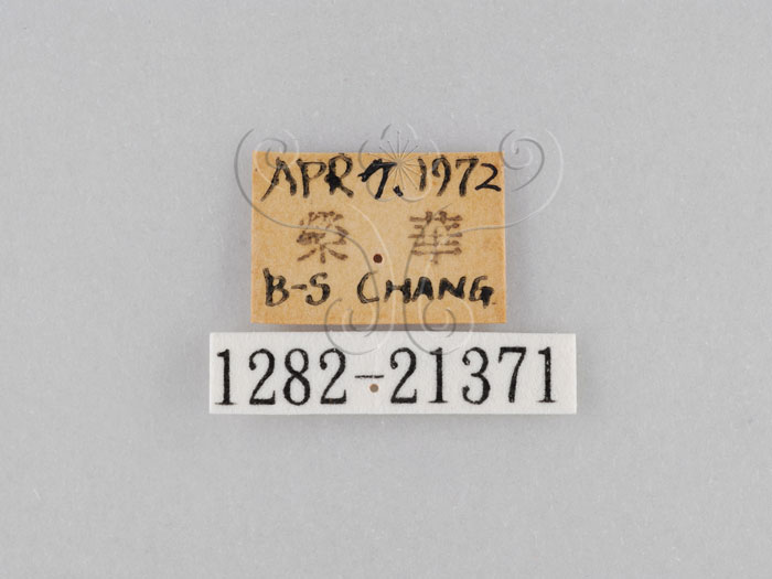中文名:大波紋蛇目蝶(1282-21371)學名:Ypthima formosana Fruhstorfer, 1908(1282-21371)