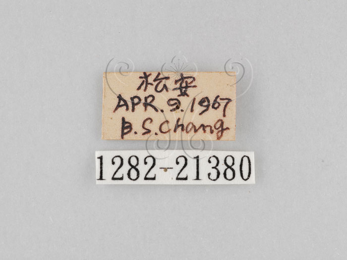 中文名:大波紋蛇目蝶(1282-21380)學名:Ypthima formosana Fruhstorfer, 1908(1282-21380)