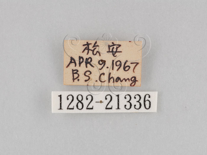 中文名:大波紋蛇目蝶(1282-21336)學名:Ypthima formosana Fruhstorfer, 1908(1282-21336)