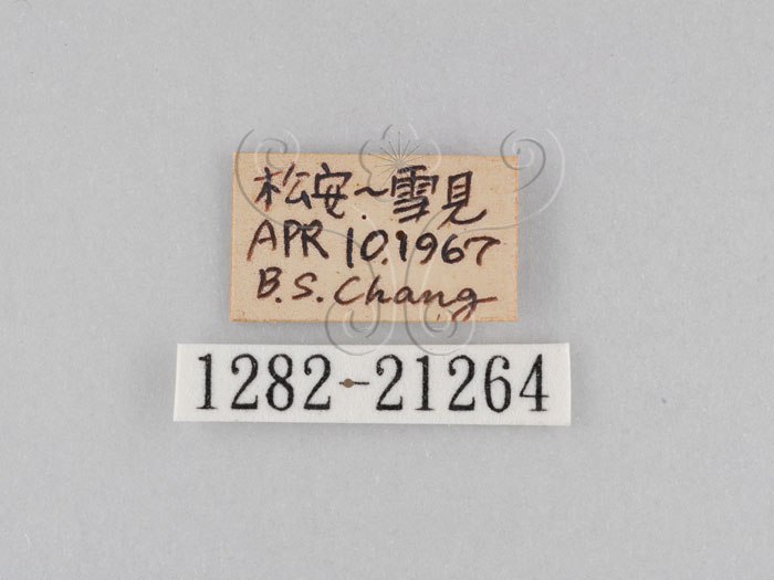 中文名:大波紋蛇目蝶(1282-21264)學名:Ypthima formosana Fruhstorfer, 1908(1282-21264)