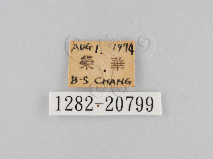 中文名:大波紋蛇目蝶(1282-20799)學名:Ypthima formosana Fruhstorfer, 1908(1282-20799)