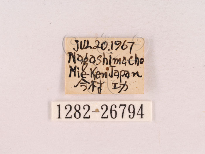 中文名:獨角仙 -雙叉犀金龜(1282-26794)學名:Allomyrina dichotoma tunobosonis (Kono, 1931)(1282-26794)