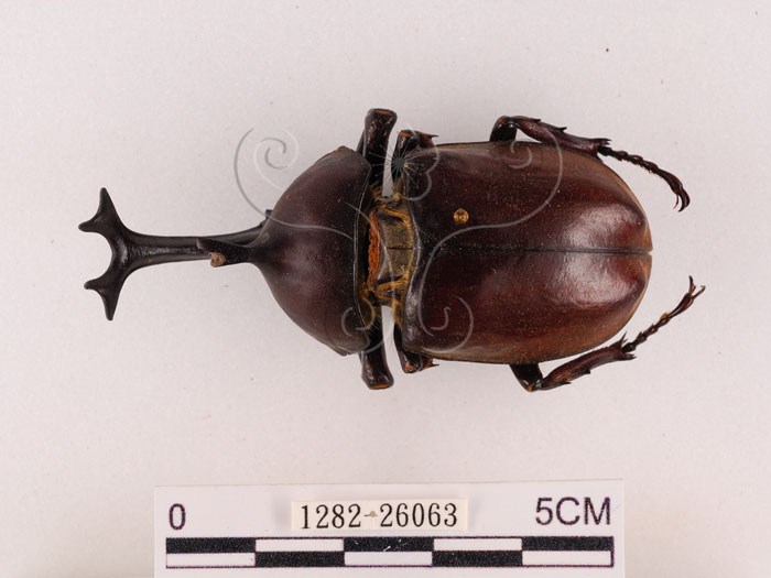 中文名:獨角仙 -雙叉犀金龜(1282-26063)學名:Allomyrina dichotoma tunobosonis (Kono, 1931)(1282-26063)