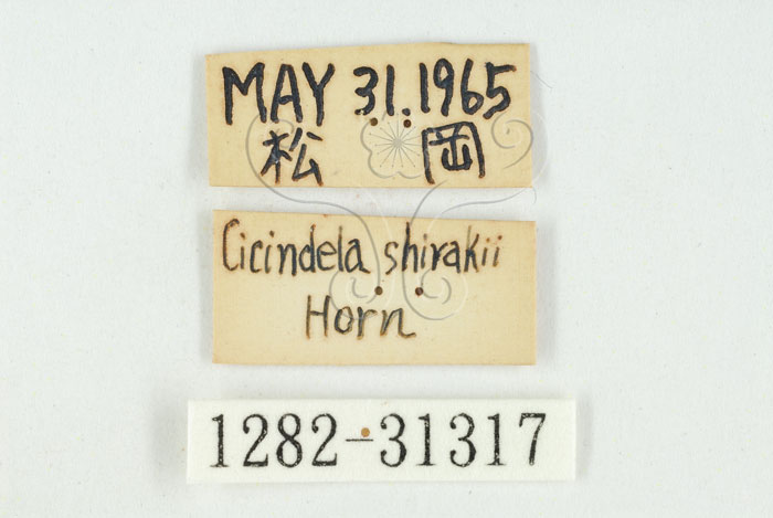 中文名:素木氏虎甲蟲(1282-31317)學名:Cylindera (Apterodela) shirakii (Horn, 1927)(1282-31317)