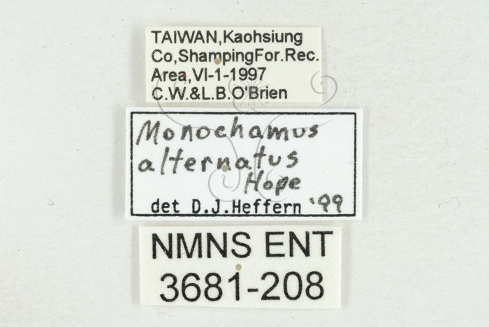 中文名:松斑天牛(3681-208)學名:Monochamus alternatus Hope, 1842(3681-208)