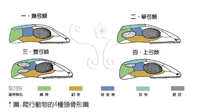 頭骨 (單弓型、雙弓型)