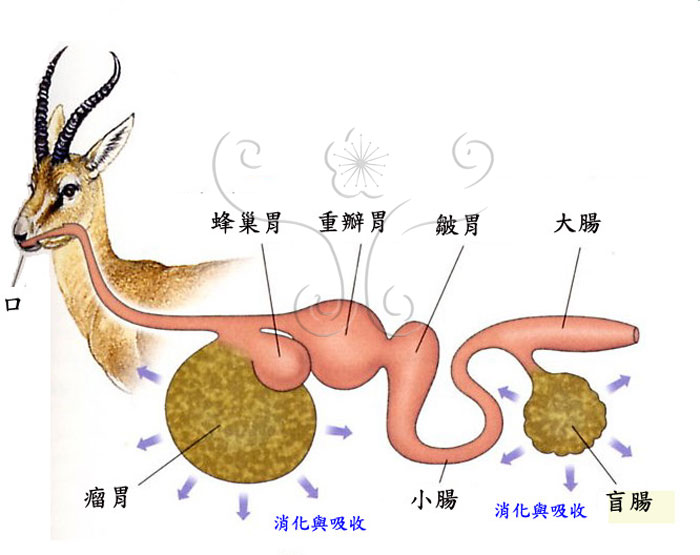 消化系統