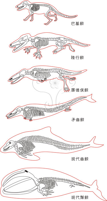 古鯨亞目