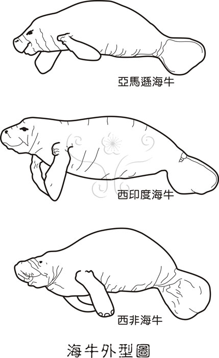 海牛科