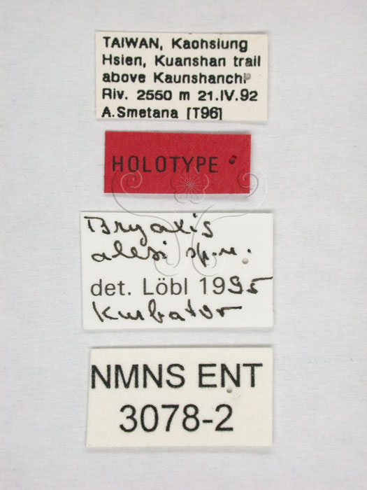 學名:Bryaxis alesi Lobl and Kurbatov, 1996(3078-2)