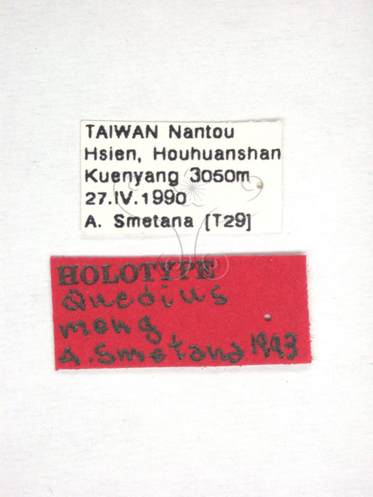 學名:Quedius (Distichalius) meng Smetana, 1995(1938-9)