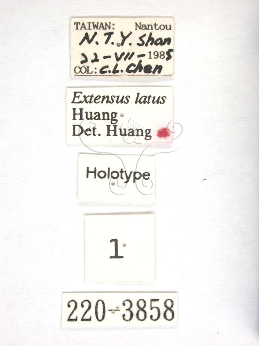 學名:Extensus latus Huang, 1989(220-3858)