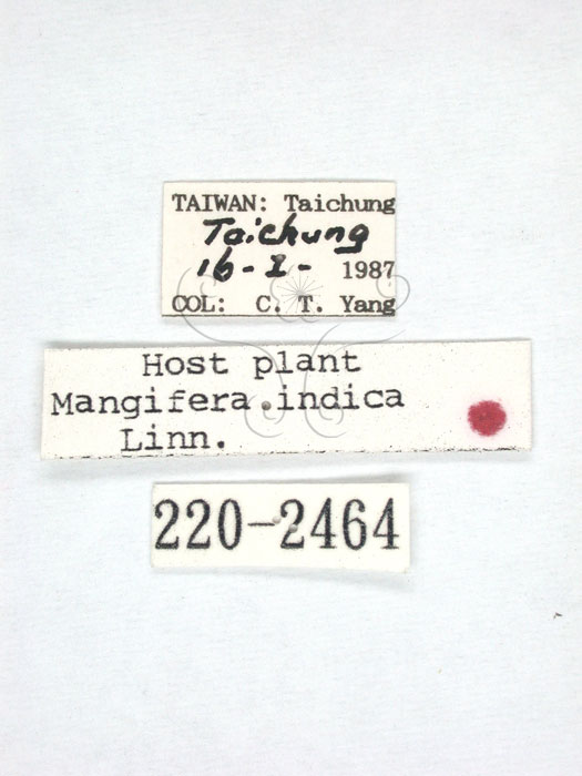 學名:Idioscopus taiwanus Huang and Maldonado, 1992(220-2464)