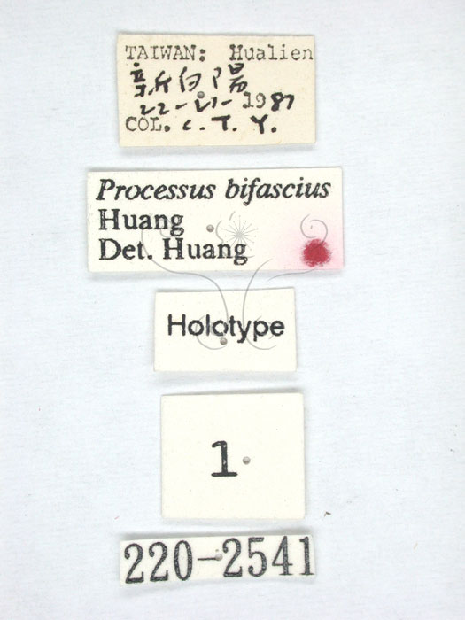 學名:Processus bifasciatus Huang, 1992(220-2541)