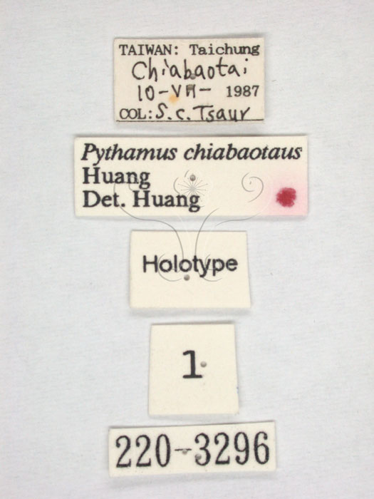 學名:Pythamus chiabaotawow Huang, 1992(220-3296)英文名:Pythamus chiabaotawow Huang, 1992