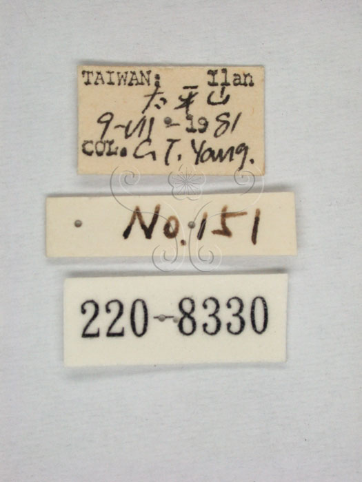 學名:Taiwanocerus (Taiwanocerus) taipingshanus Huang and Maldonado, 1992(220-8330)