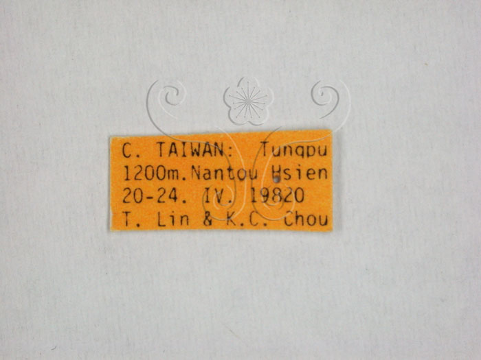 學名:Taiwanocerus (Taiwanerrus) tungpus Huang and Maldonado, 1992()