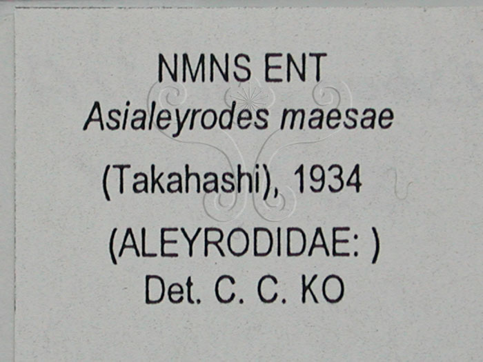 中文名:山桂花粉蝨(2419-15)學名:Asialeyrodes maesae (Takahashi, 1934)(2419-15)