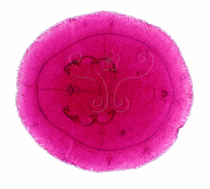 中文名:山桂花粉蝨(2419-16)學名:Asialeyrodes maesae (Takahashi, 1934)(2419-16)