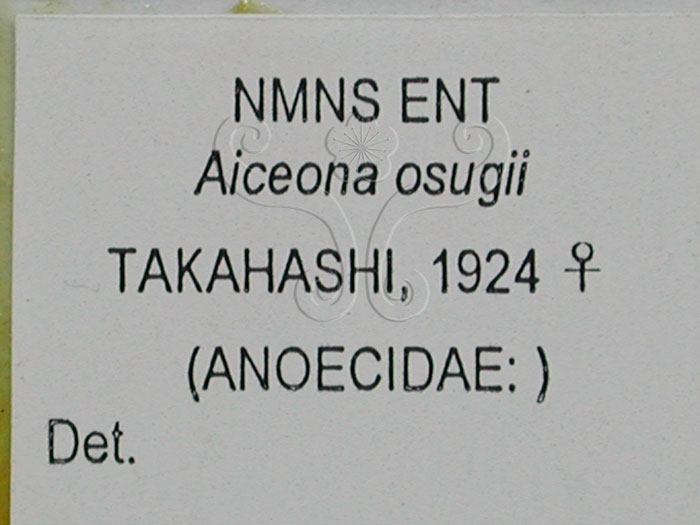 中文名:大杉氏蚜(1608-177)學名:Aiceona osugii Takahashi 1924(1608-177)