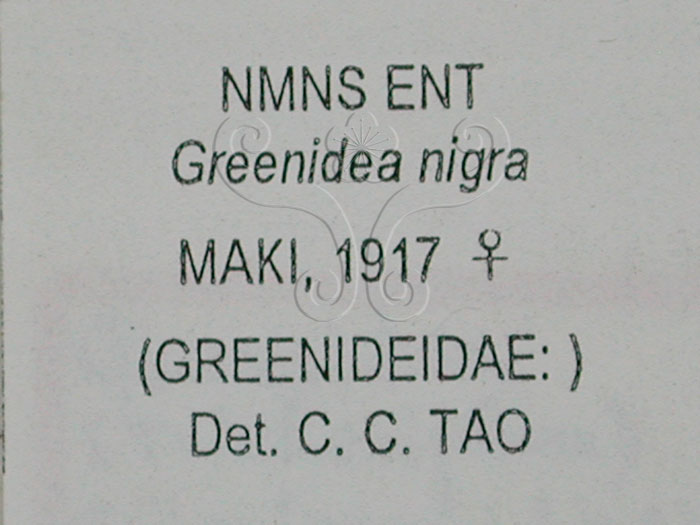 中文名:粗基毛管蚜(1608-93)學名:Greenidea (Trichosipum) nigra (Maki, 1917)(1608-93)
