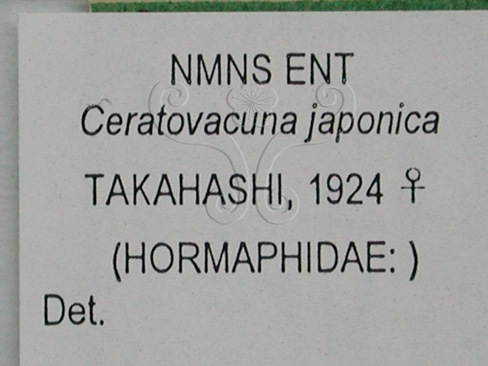 中文名:短角綿蚜(1608-103)學名:Ceratovacuna japonica (Takahashi, 1924)(1608-103)