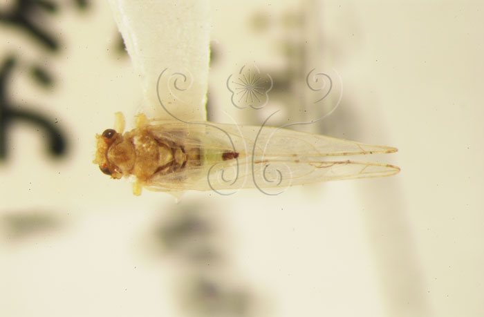 中文名:(220-10579)學名:Cecidotrioza sozanica Boselli, 1930(220-10579)