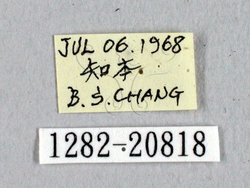 中文名:埔里小黃紋挵蝶(1282-20818)學名:Celaenorrhinus horishanus Shirozu, 1960(1282-20818)中文別名:埔里星挵蝶