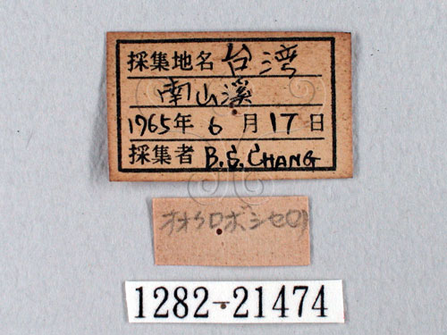 中文名:台灣瑟挵蝶(1282-21474)學名:Seseria formosana (Fruhstorfer, 1909)(1282-21474)中文別名:大黑星挵蝶