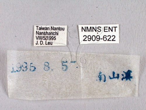 中文名:台灣瑟挵蝶(2909-622)學名:Seseria formosana (Fruhstorfer, 1909)(2909-622)中文別名:大黑星挵蝶