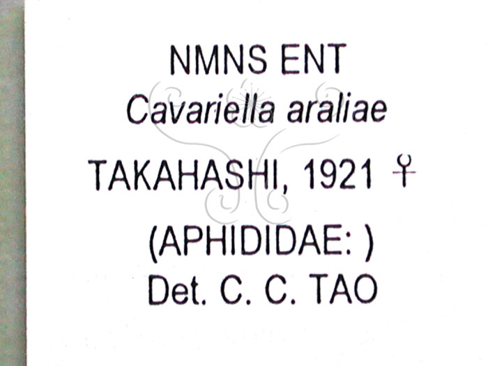 中文名:楤木雙尾蚜(1937-168)學名:Cavariella araliae Takahashi, 1921(1937-168)