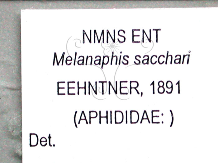 中文名:高粱蚜(1608-95)學名:Melanaphis sacchari (Zehntner, 1897)(1608-95)英文名:Sugarcane aphid
